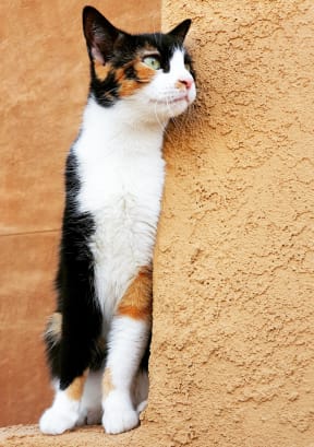 Cat at Rancho Carrera Apartments in Santa Fe