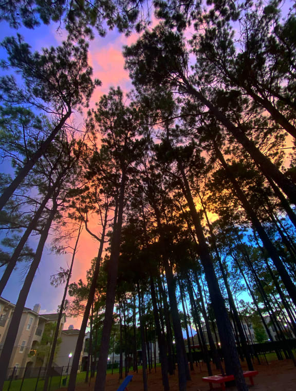a view from the ground of a grove of pine trees with a colorful sunset in the