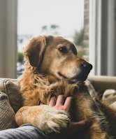a dog laying on a persons lap in front of a window