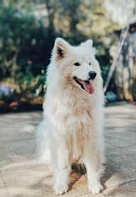 A white fluffy dog is standing on a paved area.