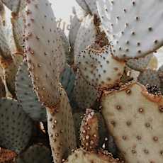 A cluster of prickly pear cactus pads.