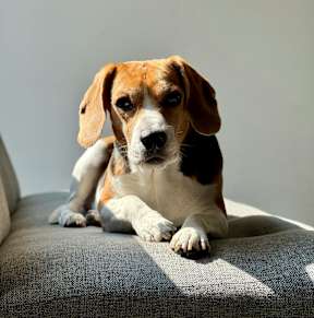 A beagle dog is sitting on a grey couch.