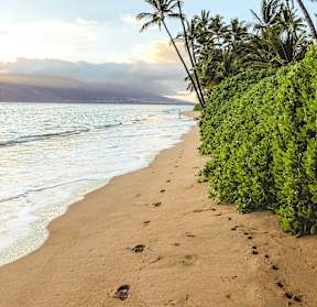 A serene beach scene with palm trees and a clear sky.