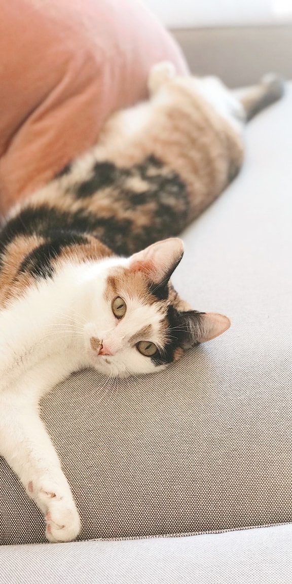 a cat laying on a couch next to a person