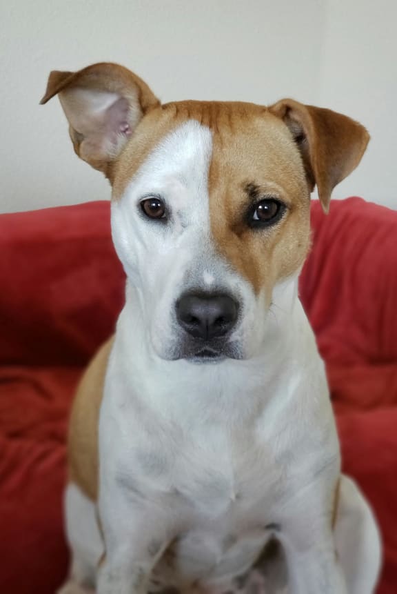 a small brown and white dog laying on a bed