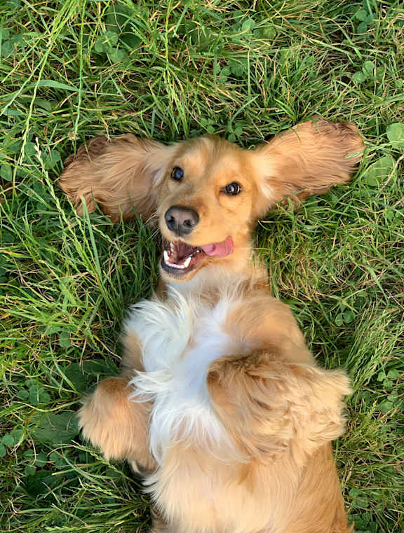 A happy dog lying on its back in the grass.