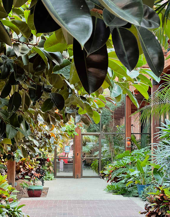 A green leafy plant is hanging over a brick path.