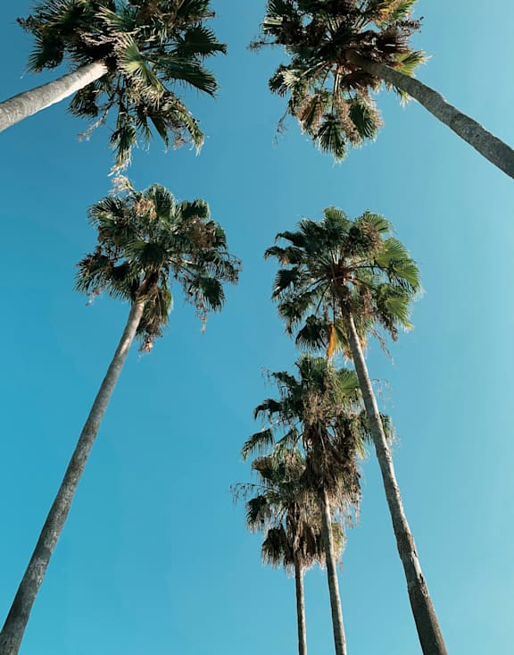 Three palm trees reach up into the sky.