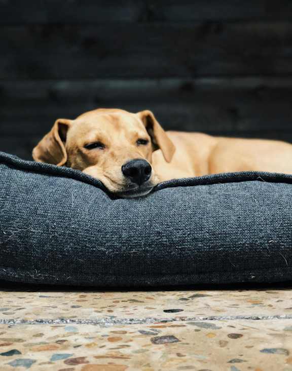A dog is sleeping on a blue cushion.