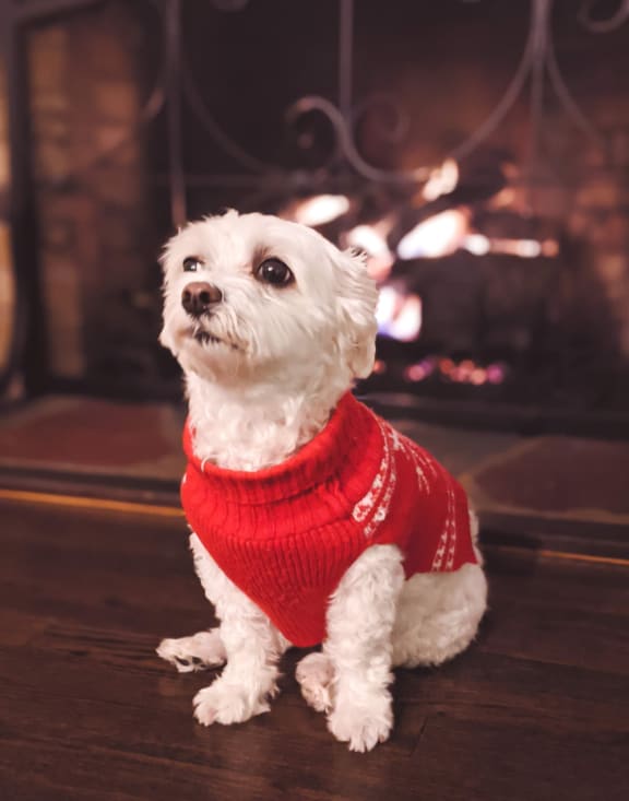 a white dog wearing a red sweater in front of a fireplace