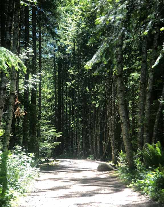 A forest path with sunlight filtering through the trees.