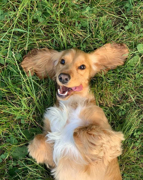 a brown and white dog laying in the grass