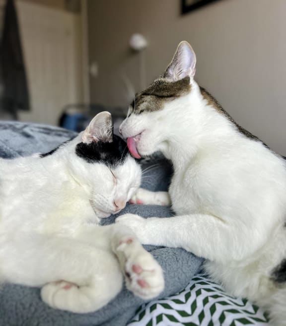 a couple of cats laying on a bed