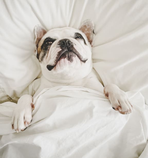 a dog laying in bed under a blanket at Cityscape, St Louis Park, MN, 55416