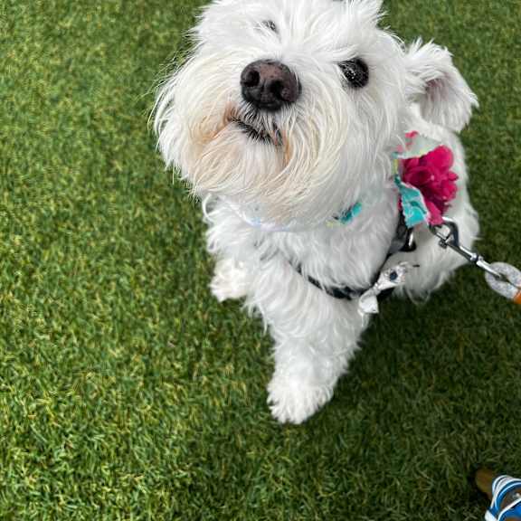 A small white dog with a blue collar and a pink and blue floral tag on its leash.