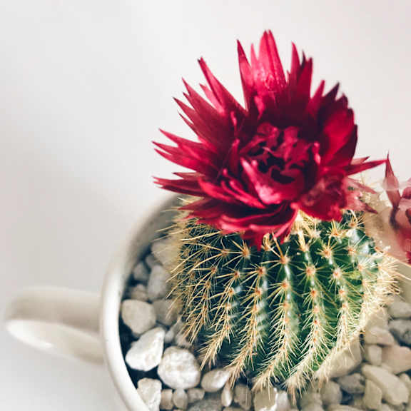 mini cactus with flower