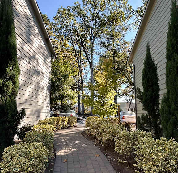 A sidewalk with a row of bushes on either side.
