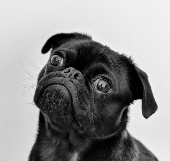 a black and white photo of a pug dog