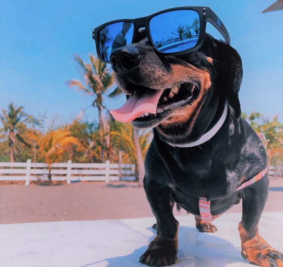 a dog wearing sunglasses on top of a pool