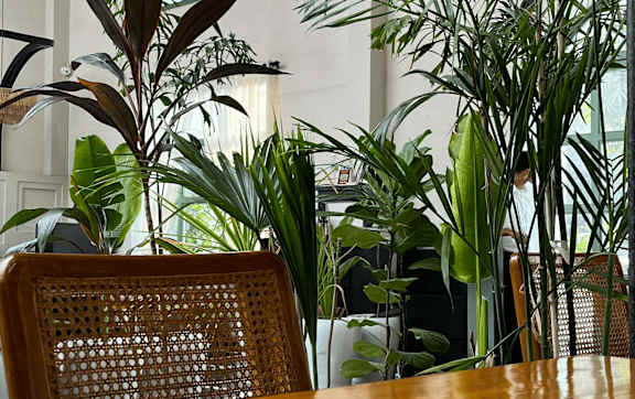 A green leafy plant in a white pot.