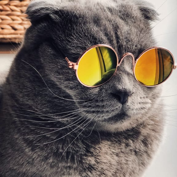a cat wearing sunglasses with a basket in the background