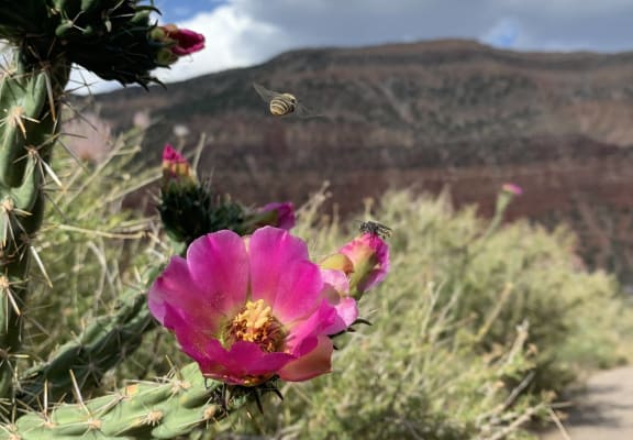 a bee flying over a pink flower in the desert