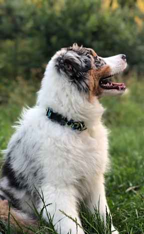 You and your Pets will love Southpoint Crossing