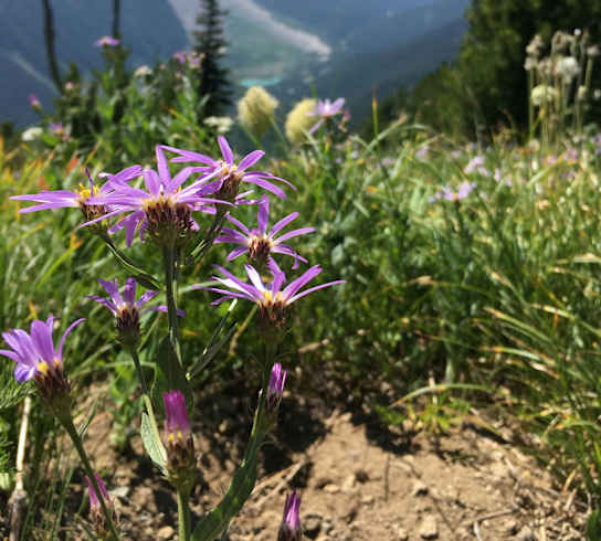 a field of purple flowers with mountains in the background