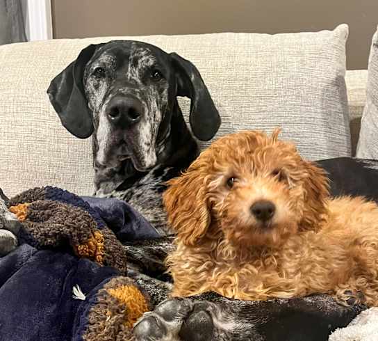 A black and white dog sits behind a brown dog on a couch.