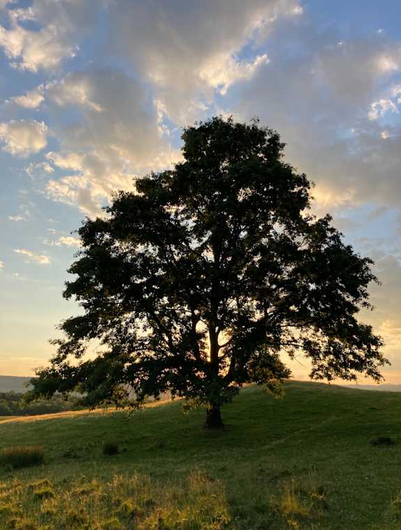 Oak Tree