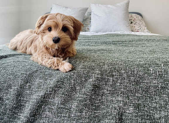 A dog is lying on a bed with a grey blanket.