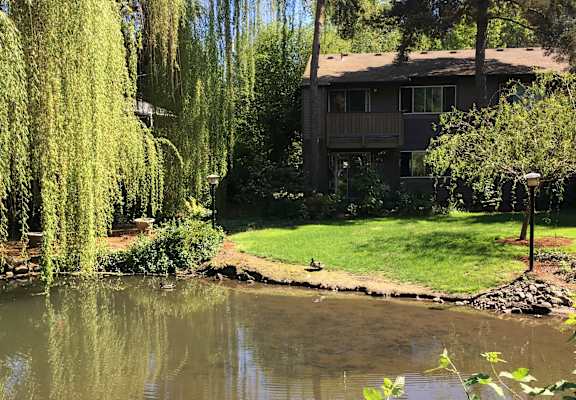 Gardenbrook duck pond