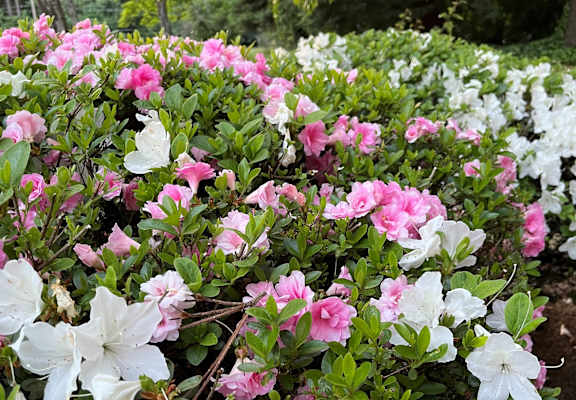 a bunch of pink and white flowers in a garden