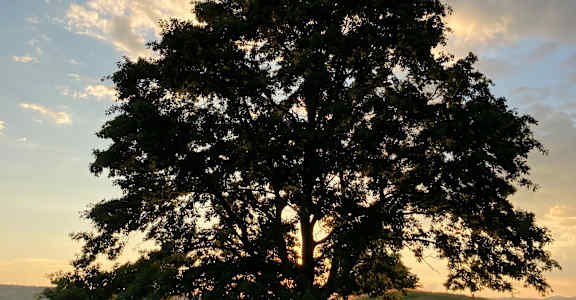 Oak Tree