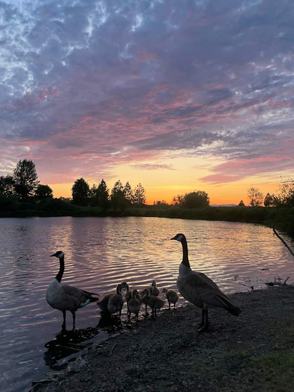 A family of geese are standing by the water.