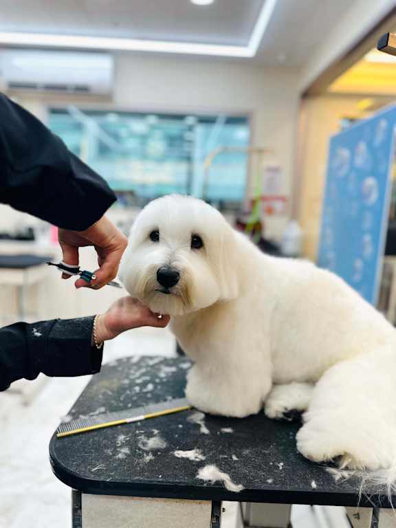 A white dog is getting groomed by a person.