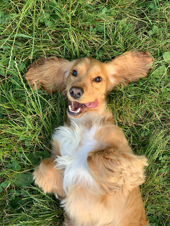 A happy dog lying on its back in the grass.
