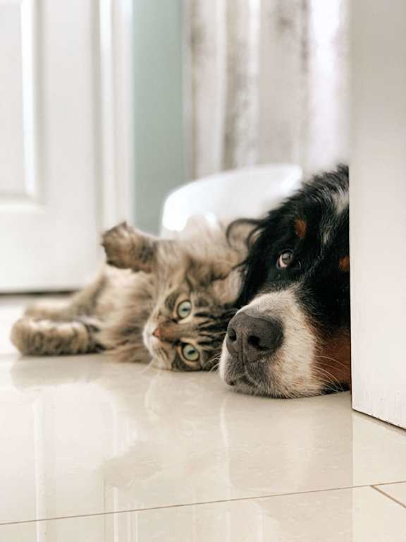 A cat and a dog are lying on the floor.