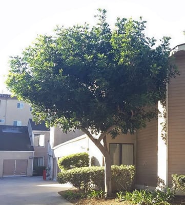 a brown house with a tree in front of it