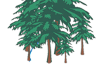 A green pine tree with a darker green background.