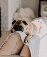 dog at Mansions at Delmar, New York, 12054