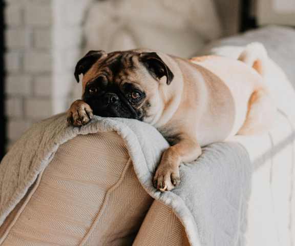 A pug dog is lying on a beige couch with a grey blanket.