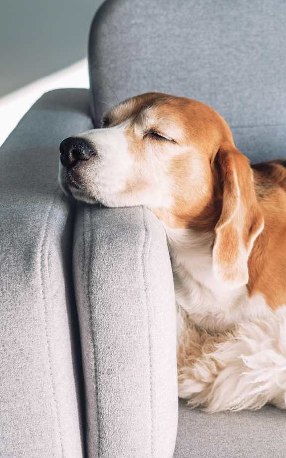 A dog is sleeping on a grey couch with a white fluffy blanket.