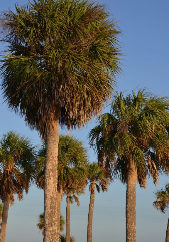 a row of palm trees against a blue sky