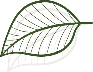 a green leaf with a shadow of a tennis ball