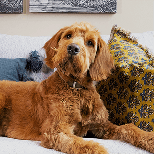 a brown dog laying on a couch with pillows