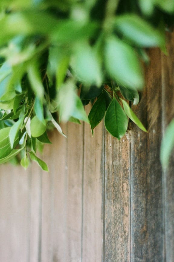 a green plant hanging over a wooden fence