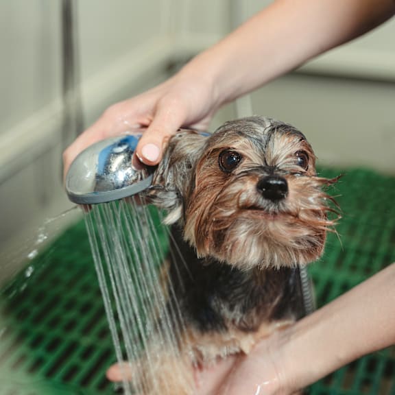 a dog taking a shower with a person spraying water on it