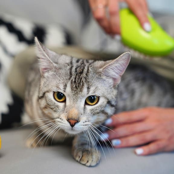 a cat being petted by a person with a banana