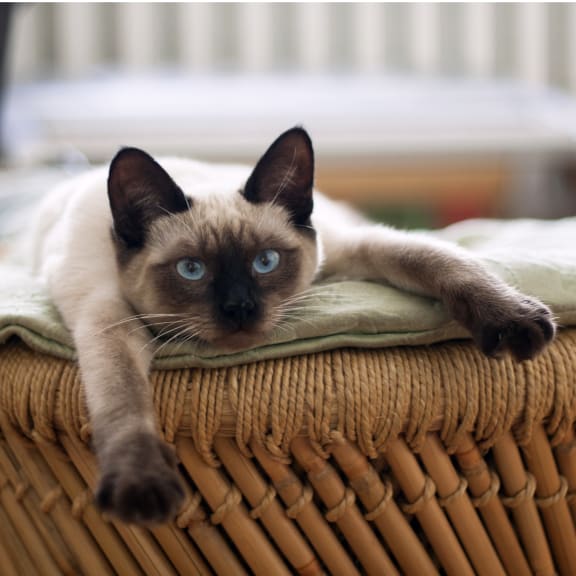 a cat laying on top of a wicker basket